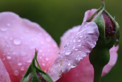 Rose with dew